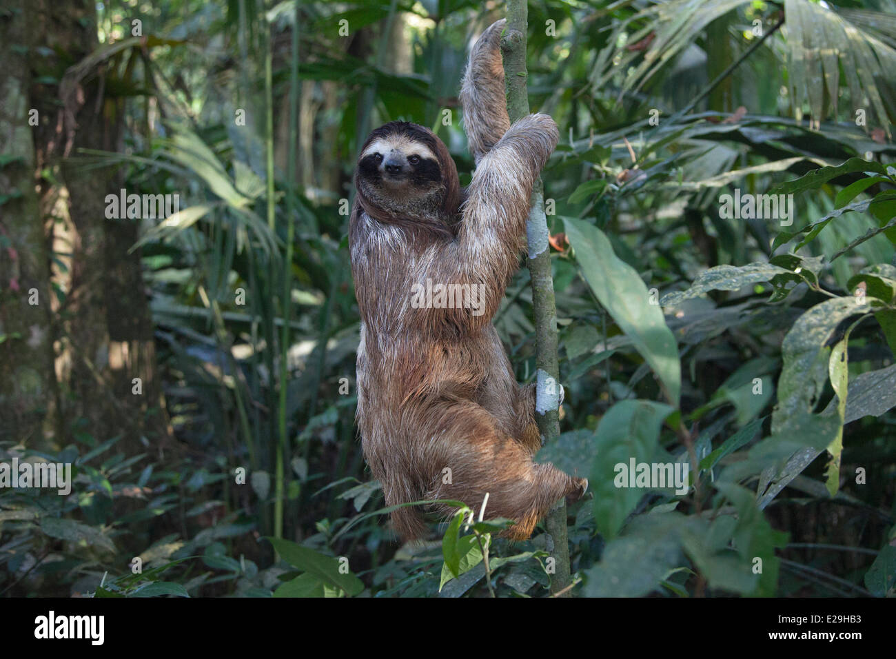 Junger brauner Dreizehenfaulenzer (Bradypus variegatus), der im tropischen Regenwald Costa Ricas auf einen Baum klettert Stockfoto