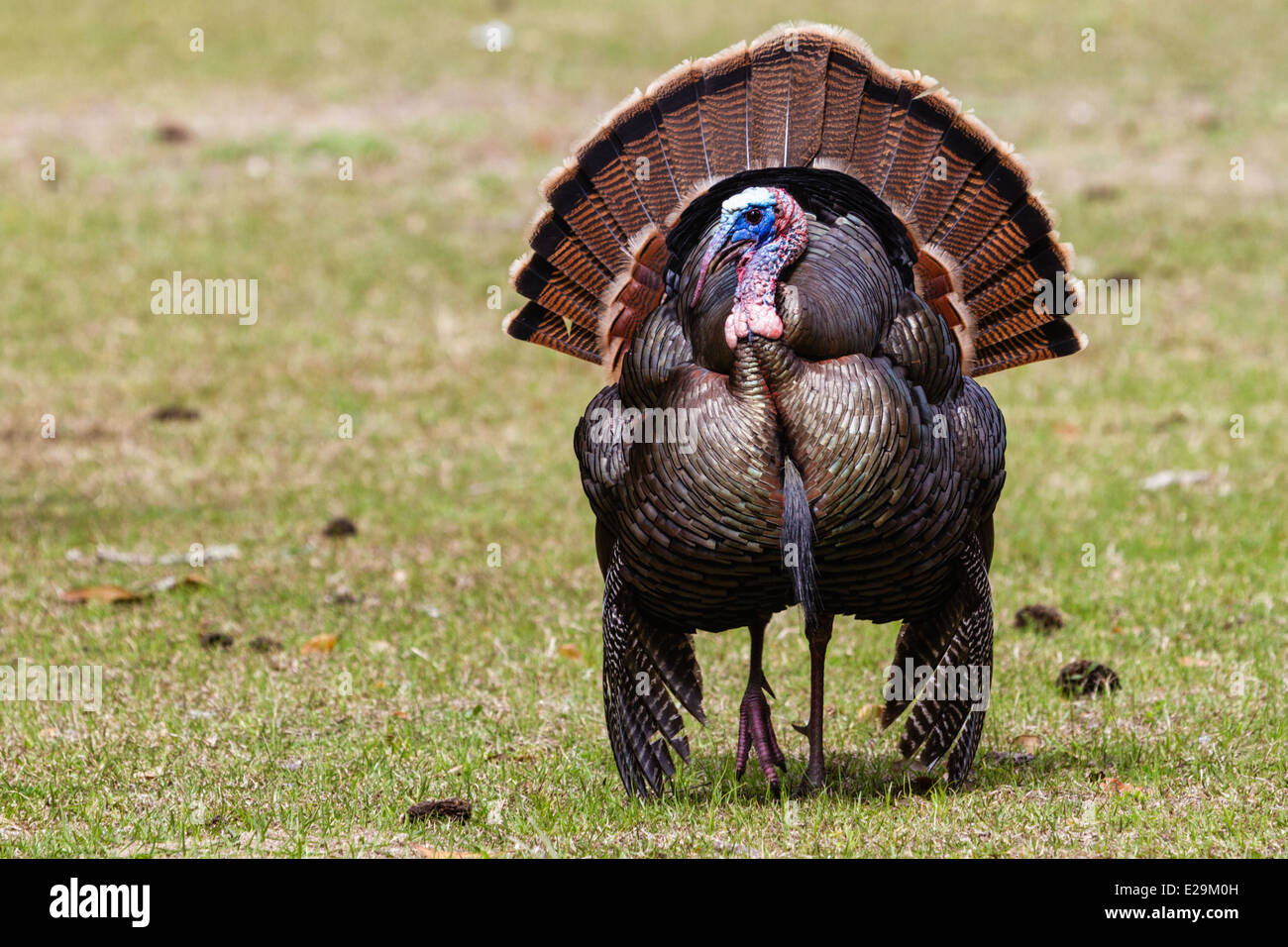 Wilde männliche Türkei (Meleagris Gallopavo) Zucht Display, Cumberland Island National Seashore, Georgien Stockfoto