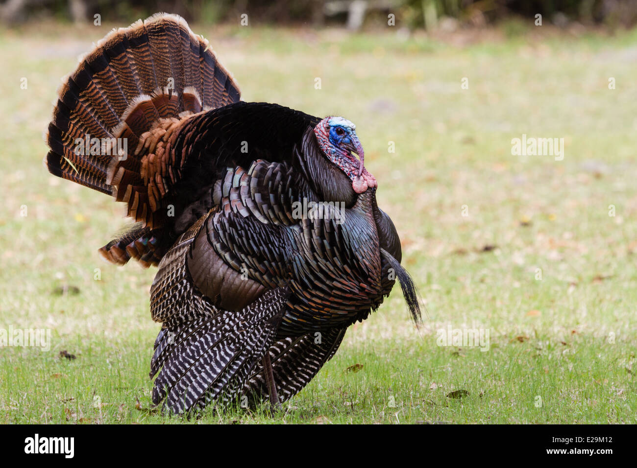 Wilde männliche Türkei (Meleagris Gallopavo) Zucht Display, Cumberland Island National Seashore, Georgien Stockfoto