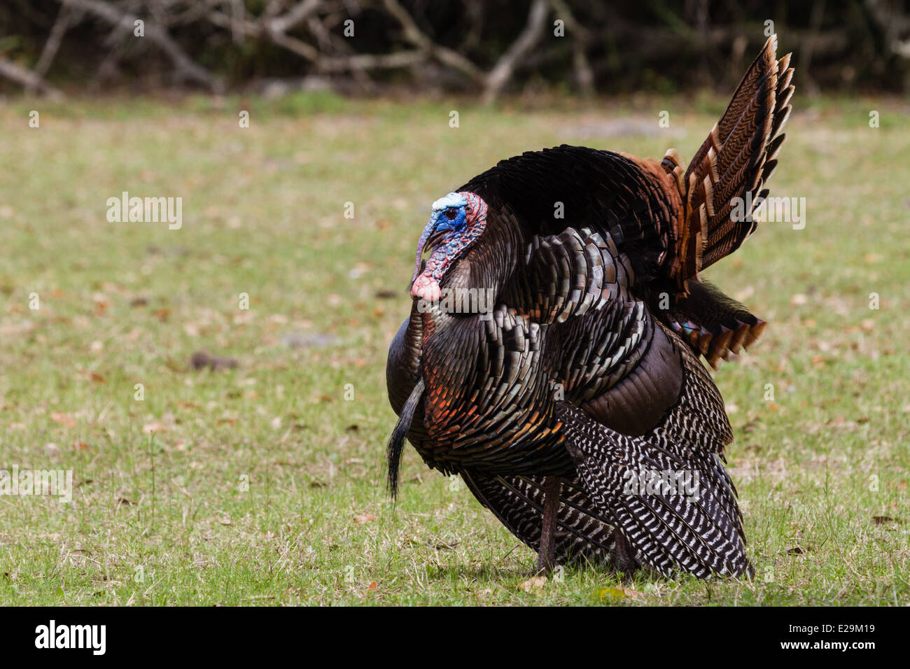 Wilde männliche Türkei (Meleagris Gallopavo) Zucht Display, Cumberland Island National Seashore, Georgien Stockfoto