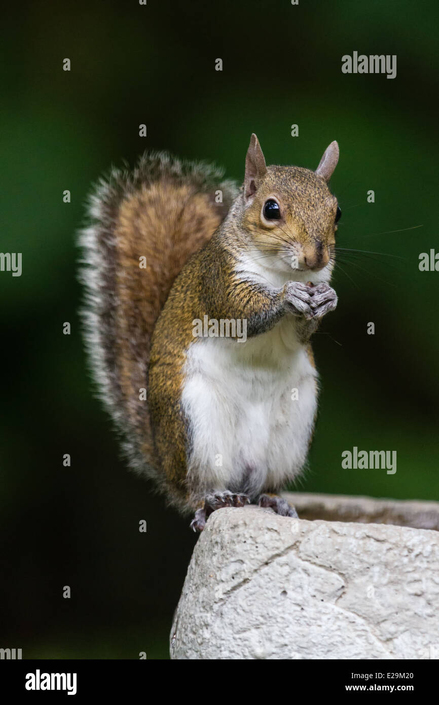 Östliche graue Eichhörnchen (Sciurus Carolinensis) Essen einen Samen beim Sitzen auf eine Vogeltränke. Stockfoto