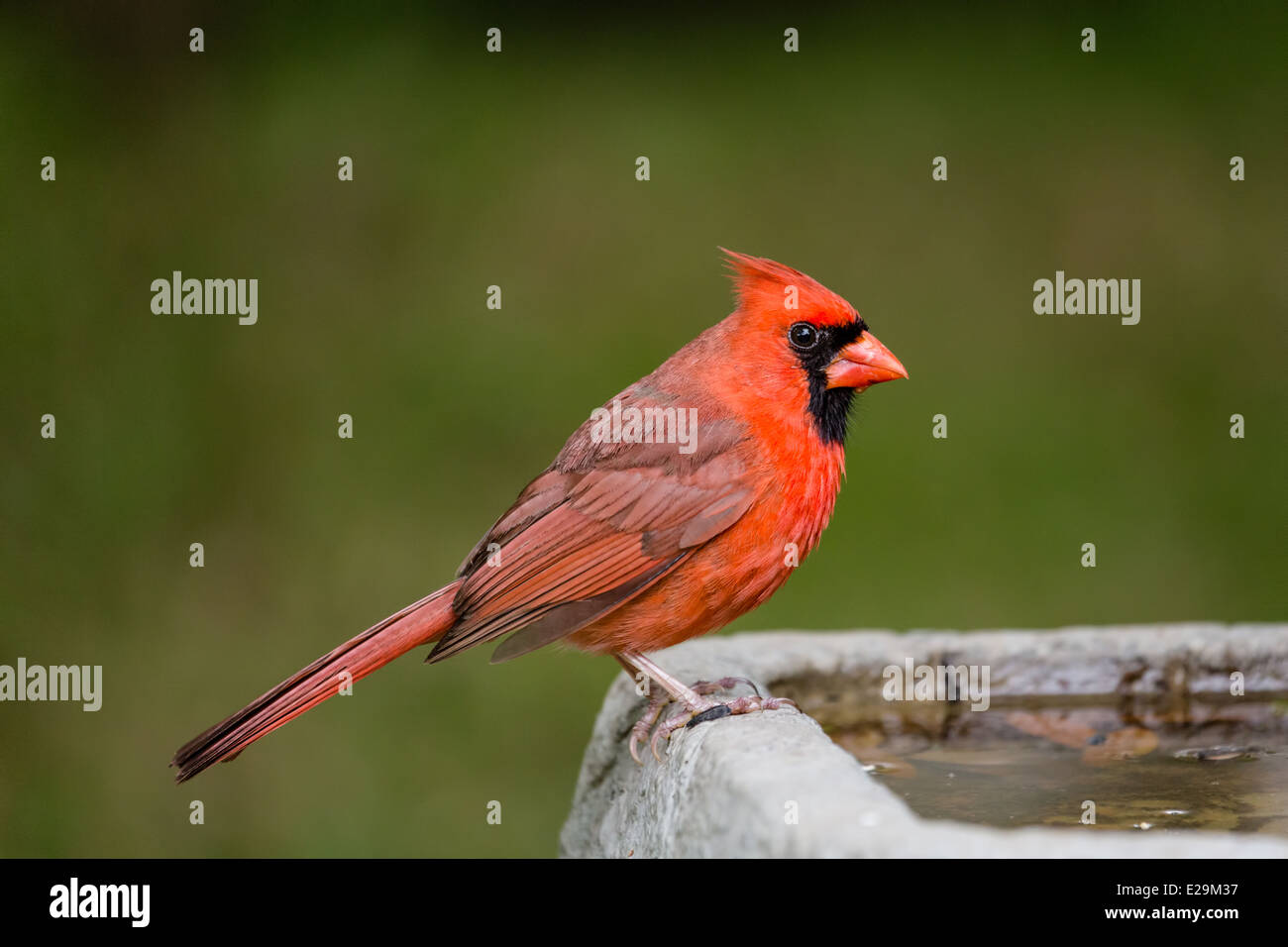 Männlich-Kardinal (Cardinalis Cardinalis) sitzt auf einem Vogelbad. Stockfoto