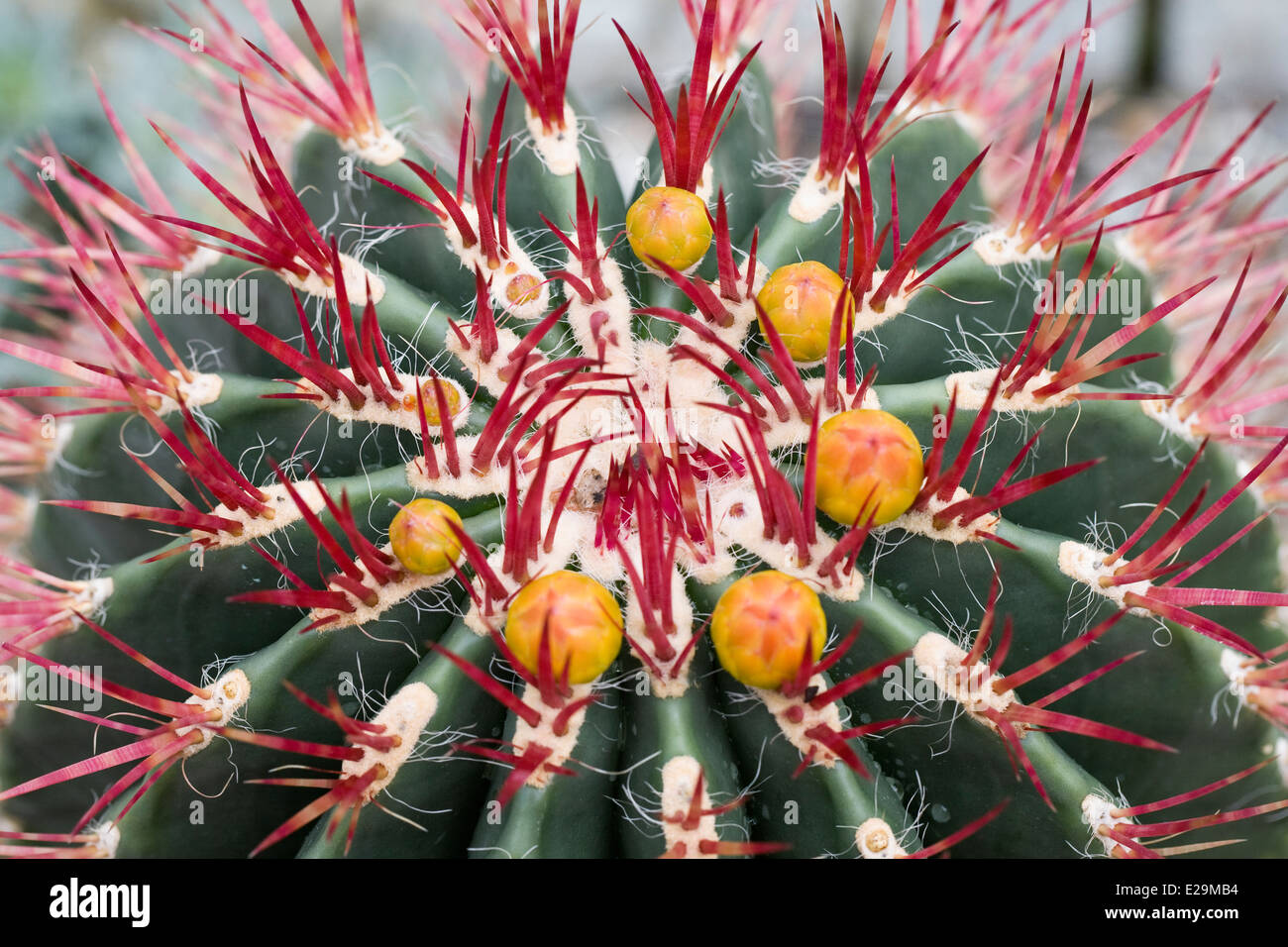 Ferocactus Pilosus. Mexikanische Feuer Barrel Cactus. Stockfoto