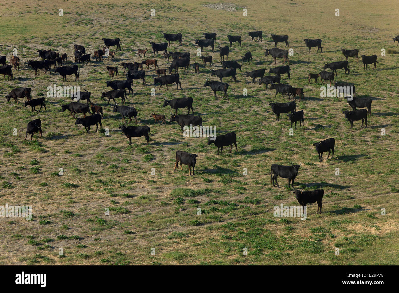 Frankreich, Bouches-du-Rhône, zwischen Fos Sur Mer und Port St, Louis du Rhone, der Camargue-Herde von Stieren (Luftbild) Stockfoto