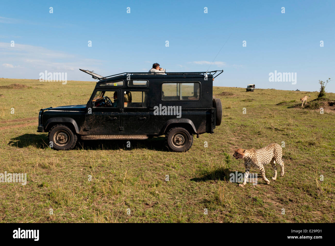 Kenia, Masai Mara, Gepard, (Acynonix Jubatus) Stockfoto