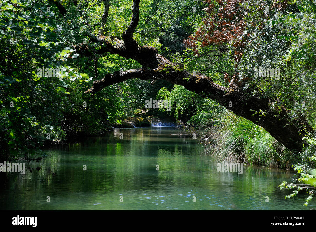 Frankreich, Var, Provence Verte (Provence Verte), Tourves, Fluss Caramy in der Caramy-Schlucht Stockfoto