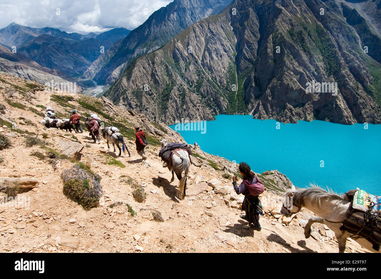 Nepal, Karnali Zone, Dolpo Region, Ringmo, Phoksumdo See, Karawane von Dzos, Hybriden der Yaks Stockfoto