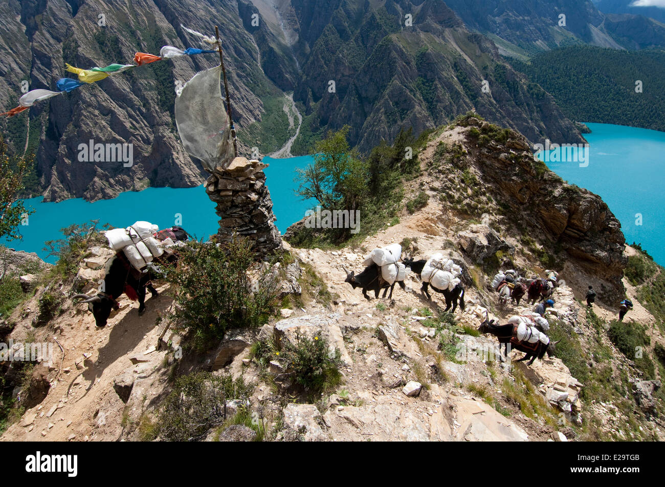 Nepal, Karnali Zone, Dolpo Region, Ringmo, Phoksumdo See, Karawane von Dzos, Hybriden der Yaks Stockfoto