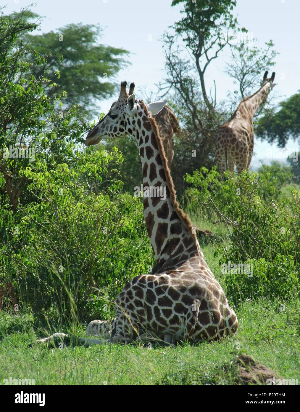 einige Rothschild-Giraffen in Uganda (Afrika) umgeben von grüner vegetation Stockfoto