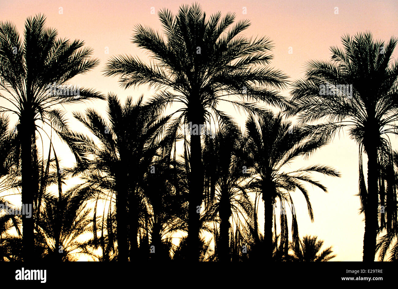 Palmen am Sonnenaufgang, Tunesien Stockfoto