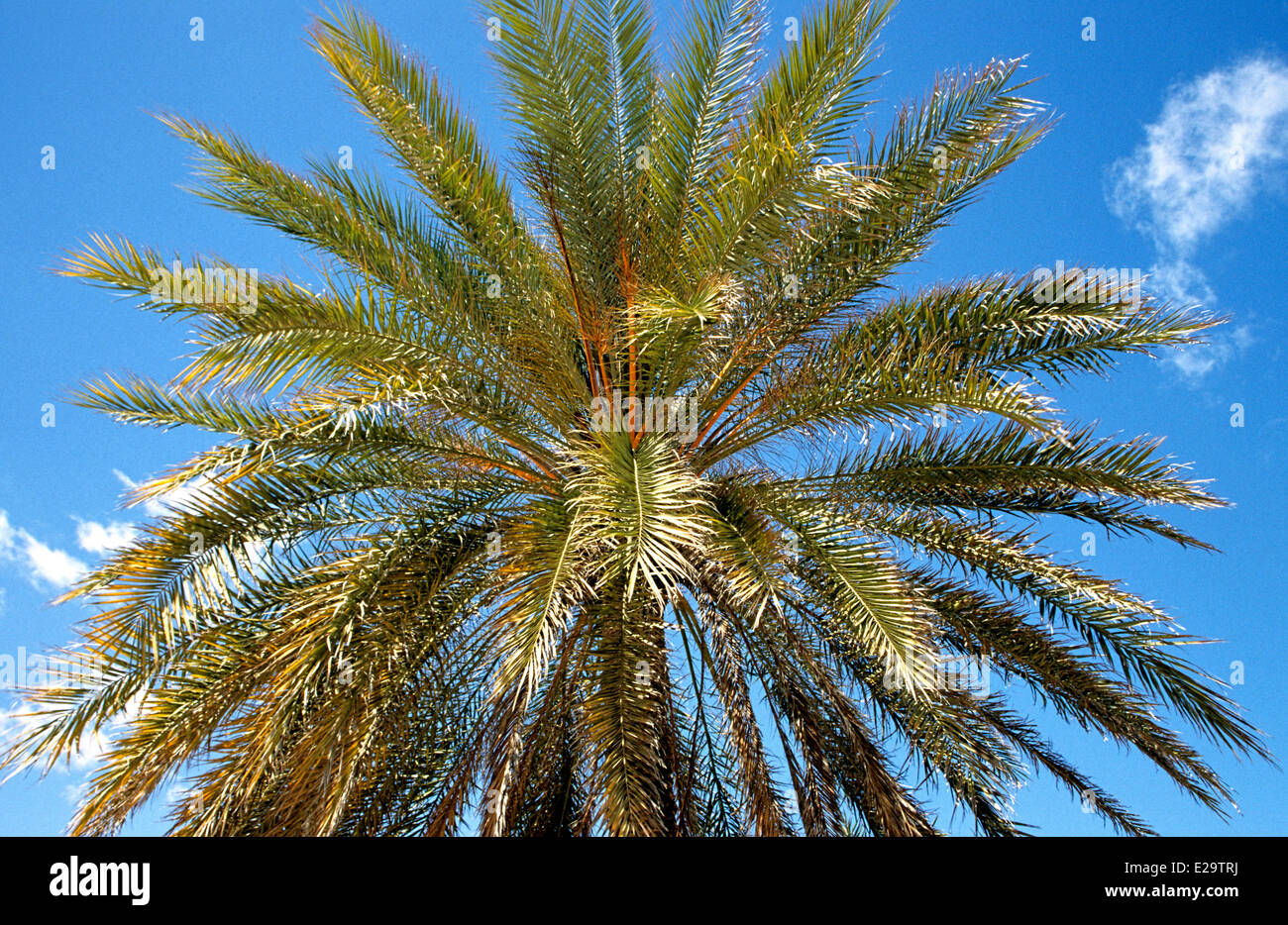 Palme, Tunesien Stockfoto