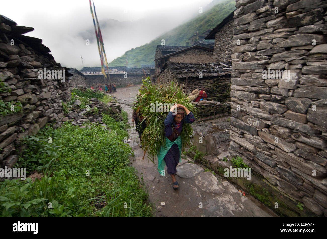 Bagmati Zone, Rasuwa Distrikt, Trisuli-Tal, Nepal, Gatlang, Tamang Heritage Trail, Frauen tragen wieder hei Stockfoto