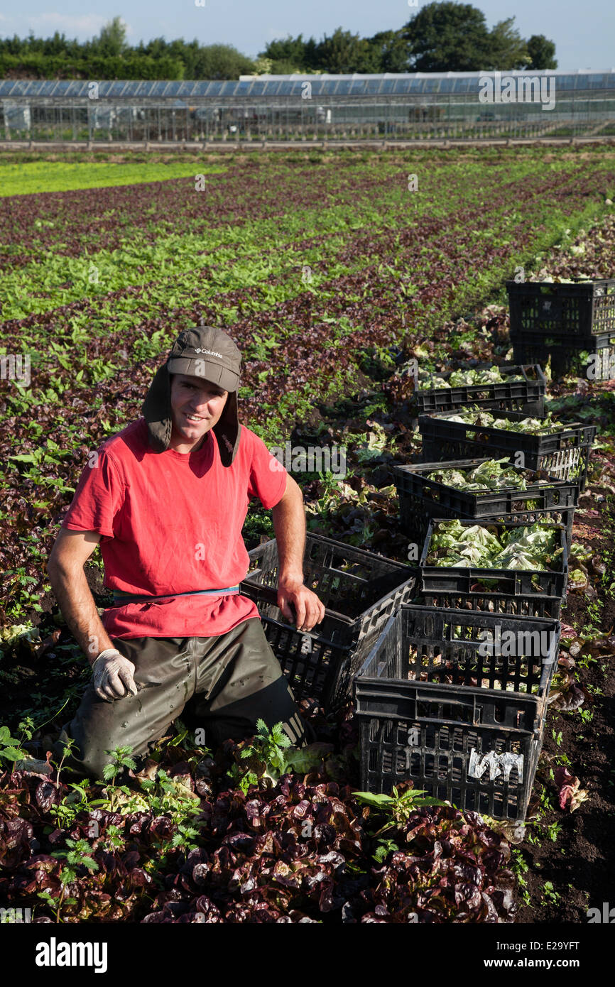Gemüseanbau im Tarleton, Preston, Großbritannien, 18. Juni 2014. Carlos Rodriques (MR) Ernte Salat Ernten in brütender Bedingungen. Portugiesischen Arbeitsmigranten Kommissionierung die zweite Ernte von Kopfsalat für den Markt als das anhaltend gute Wetter für eine gute Saison in diesem Markt Gartenarbeit macht. Salat Verbrauch ist jetzt auf dem höchsten Niveau in der Geschichte des Essens und der Sommermonate mittleren Bedarfs spielt verrückt, das ist eine gute Nachricht für die Regionen Salatschüssel, die West Lancashire küstenebene zwischen Preston und Southport, wo Meilen reichen, schwarzen Boden eine ideale wachsende Mittel zur Verfügung stellen. Stockfoto