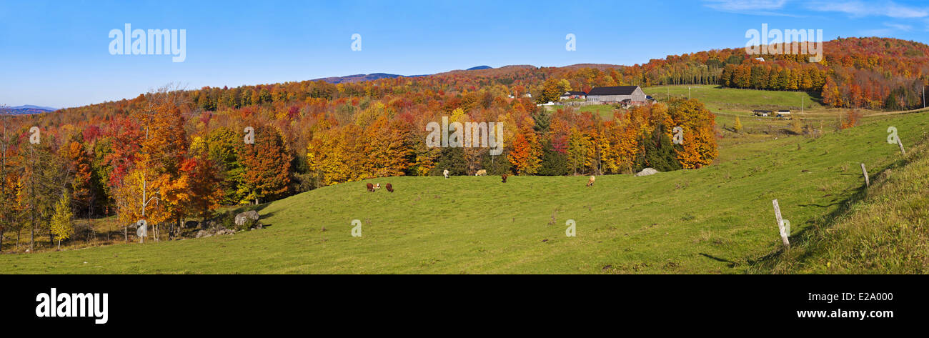 Kanada, Provinz Quebec, Eastern Townships oder Estrie, Bauernhof in den Farben des Indian Summer, Kühe auf der Wiese Stockfoto