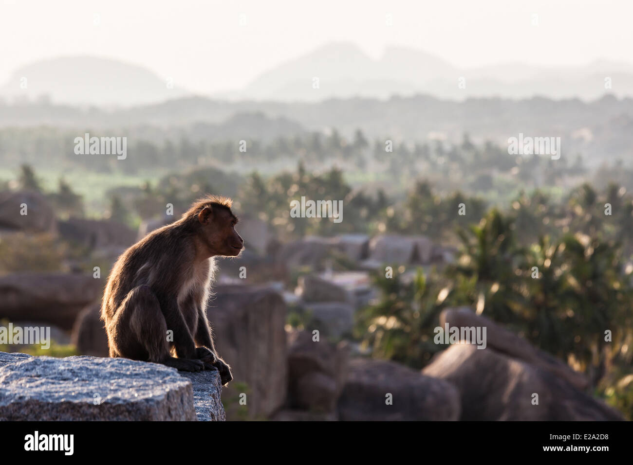 Indien, Karnataka Zustand, Hampi, Affe sitzt auf dem Hemakuta Hügel Stockfoto