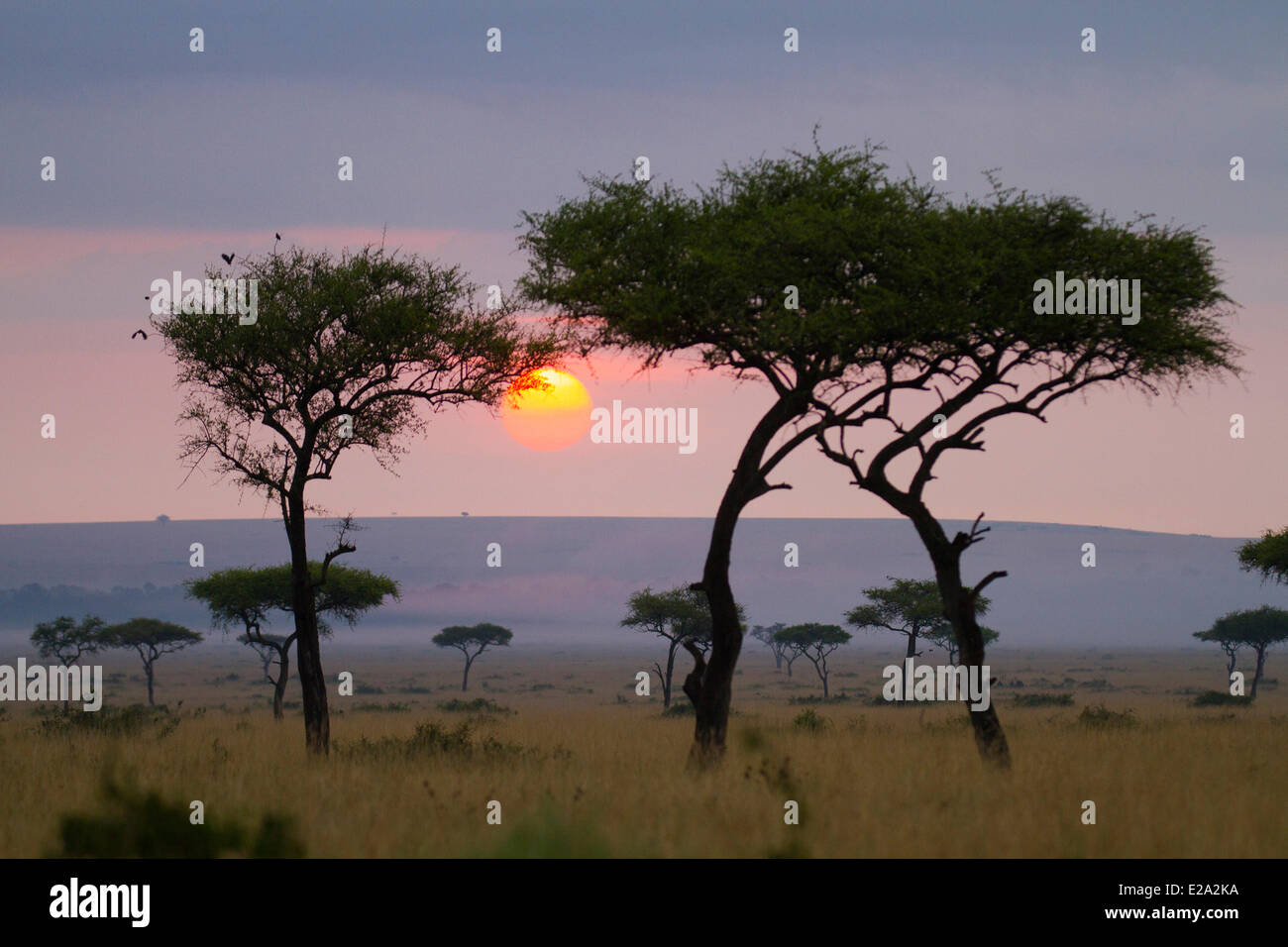 Kenia, Masai Mara National Reserve, Hebel de soleil Stockfoto