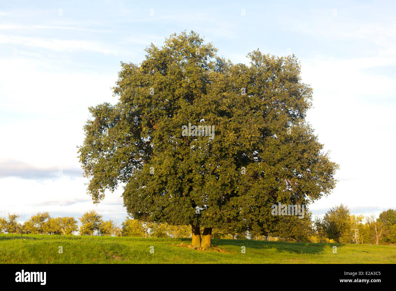 Pedunculate Eiche, Stieleiche (Quercus Robur), Obernai, Bas Rhin, Frankreich Stockfoto