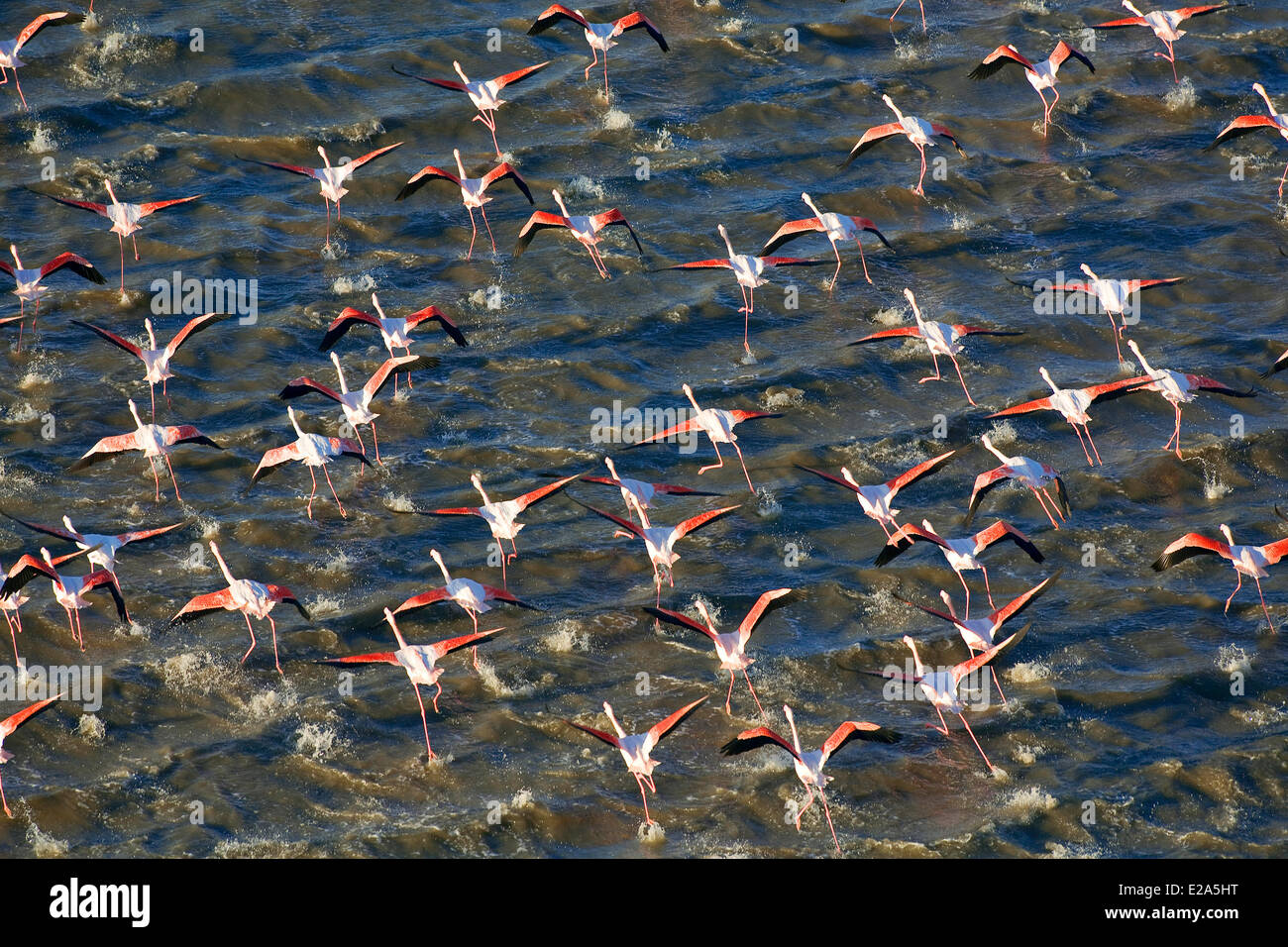 Frankreich, Bouches-du-Rhône, Parc Naturel Regional de Camargue (natürlichen regionalen Park der Camargue), Flamingos (Luftbild) Stockfoto