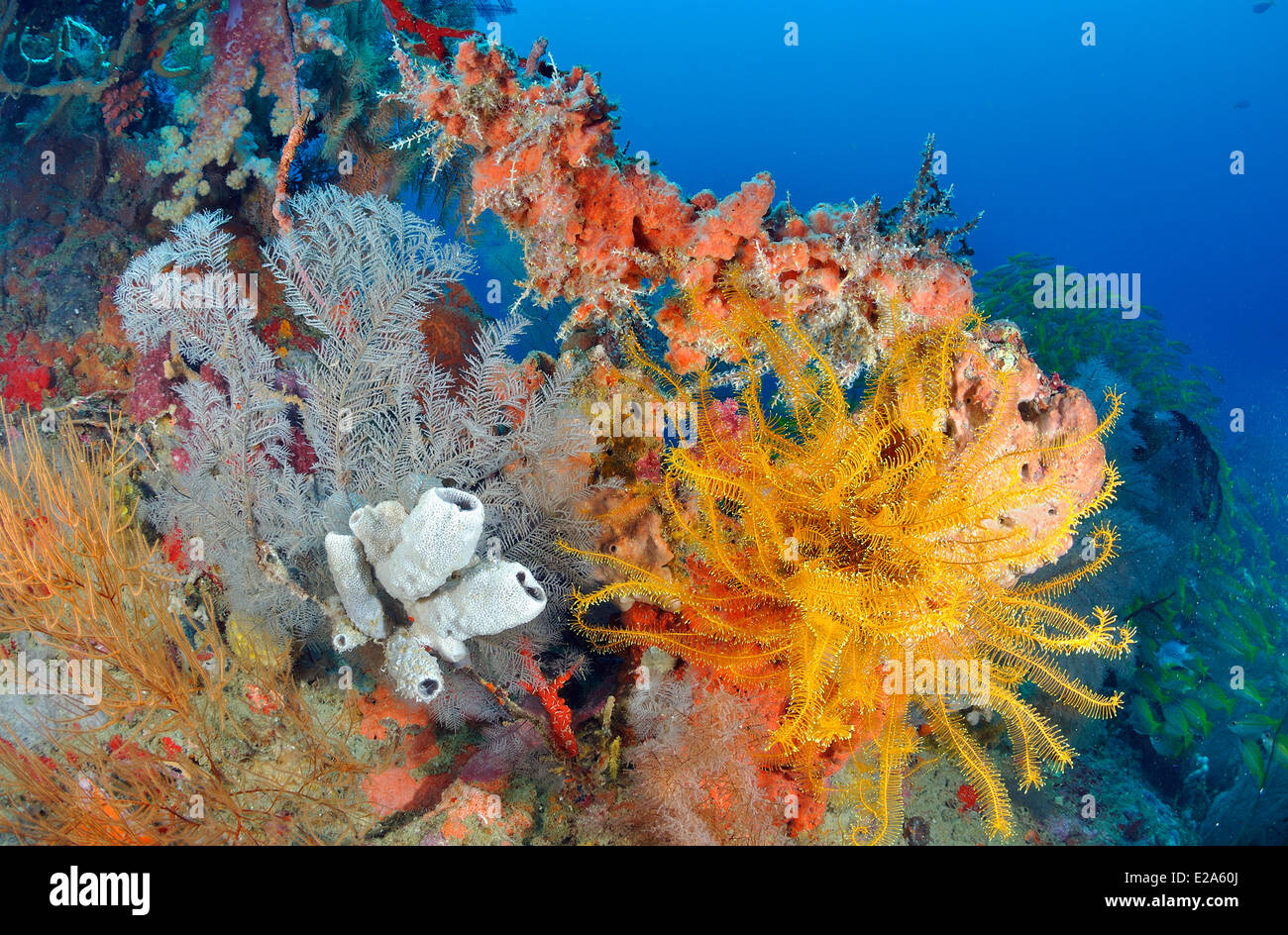 Philippinen, Palawan Island, ein Korallenriff mit weißen röhrenförmigen Schwämmen und gelbe Haarsterne Stockfoto