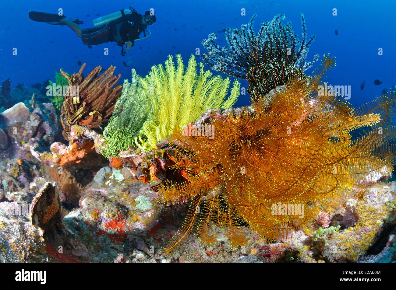 Philippinen, Palawan Island, ein Korallenriff mit Federsternen Stockfoto