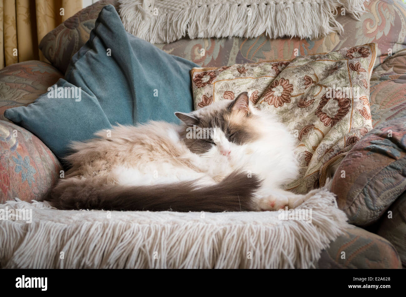 Ragdoll Katze dösen in Sessel Stockfoto