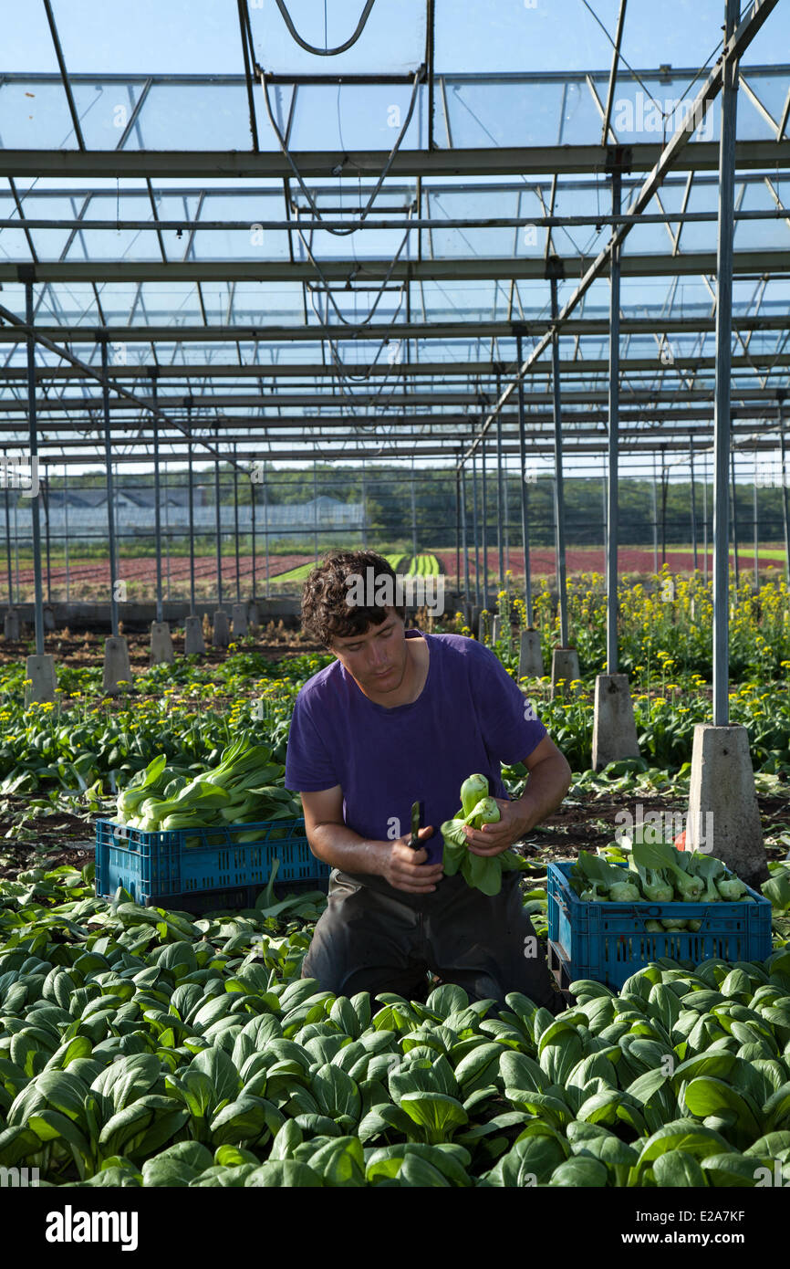 Tarleton, Preston, Großbritannien, 18. Juni 2014. Paulo Rodrigues (MR) Ernte Gewächshaus Salat ernten in brütender Bedingungen. Portugiesischen Arbeitsmigranten Kommissionierung die zweite Ernte von Tatsoi Kopfsalat für den Markt als das warme Wetter für eine gute Saison in diesem Markt Gartenarbeit macht. Salat Verbrauch ist auf dem höchsten Niveau in der Geschichte von Essen und in den Sommermonaten mittleren Bedarfs spielt verrückt, das ist eine gute Nachricht für die Regionen Salatschüssel, die West Lancashire küstenebene zwischen Preston und Southport, wo Meilen reichen, schwarzen Boden eine ideale wachsende Mittel zur Verfügung stellen. Stockfoto