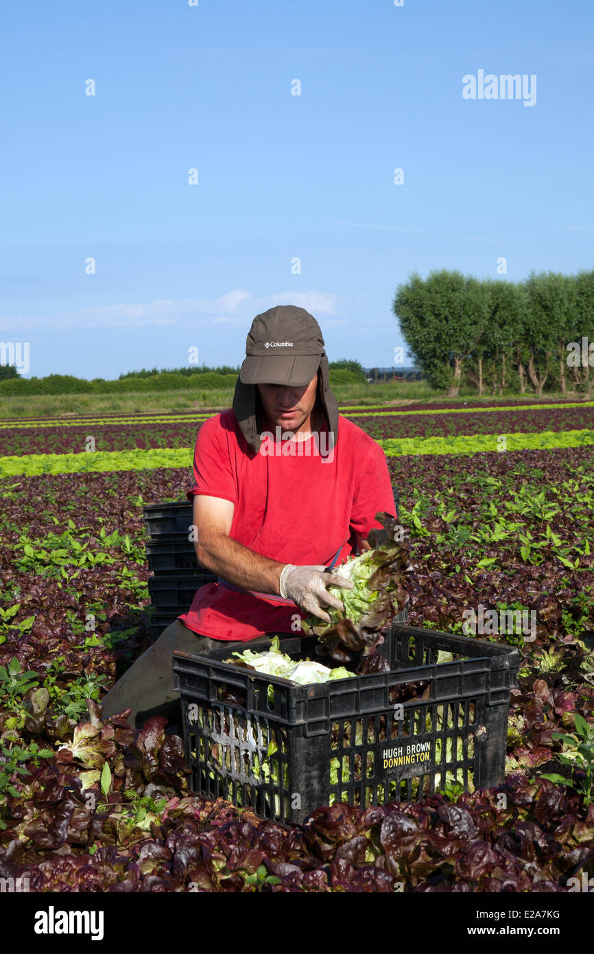 Gemüseanbau im Tarleton, Preston, Großbritannien, 18. Juni 2014. Carlos Rodriques (MR) Ernte Salat Ernten in brütender Bedingungen. Portugiesischen Arbeitsmigranten Kommissionierung die zweite Ernte von Kopfsalat für den Markt als das anhaltend gute Wetter für eine gute Saison in diesem Markt Gartenarbeit macht. Salat Verbrauch ist jetzt auf dem höchsten Niveau in der Geschichte des Essens und der Sommermonate mittleren Bedarfs spielt verrückt, das ist eine gute Nachricht für die Regionen Salatschüssel, die West Lancashire küstenebene zwischen Preston und Southport, wo Meilen reichen, schwarzen Boden eine ideale wachsende Mittel zur Verfügung stellen. Stockfoto
