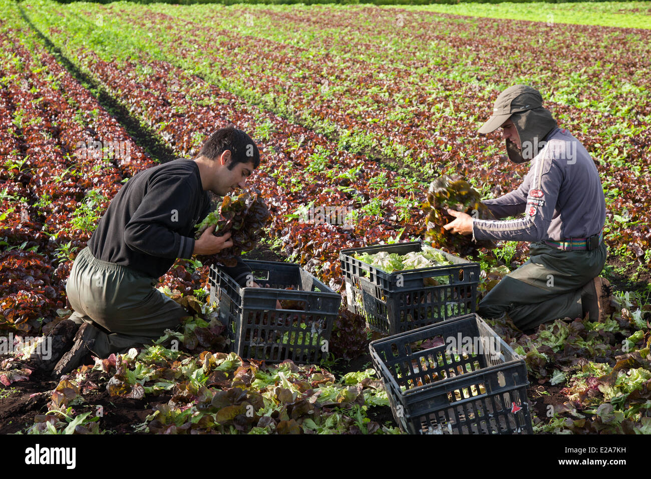 Tarleton, Preston, UK 18. Juni 2014.  Salat Ernten in schwülen Bedingungen. Portugiesischer Arbeitsmigranten Kommissionierung der zweiten Ernte von Salat für Markt, da das anhaltende gute Wetter für eine gut wachsende Jahreszeit in diesem Bereich Gartenbau macht.   Salat-Verbrauch ist jetzt auf höchstem Niveau in der Geschichte des Essens und die Sommermonate, dass Nachfrage verrückt, geht was alle guten Nachrichten für die Regionen Salatschüssel, die West Lancashire Küstenebene zwischen Preston und Southport, wo kilometerlange reiche, schwarze Erde eine ideale Nährsubstrat bieten. Bildnachweis: Mar Photographics/Alamy Live-Nachrichten Stockfoto