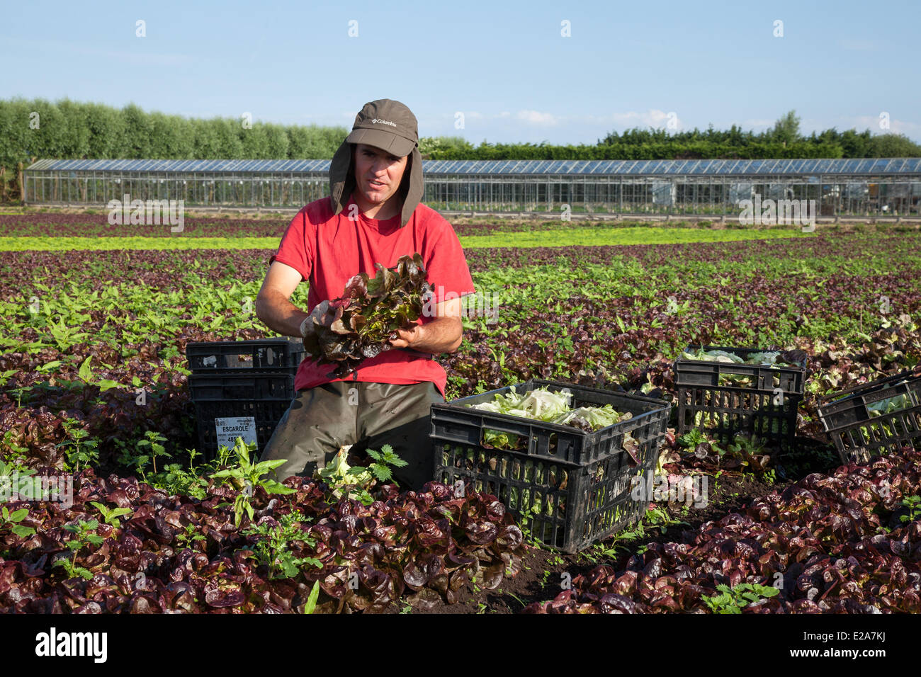 Gemüseanbau im Tarleton, Preston, Großbritannien, 18. Juni 2014. Carlos Rodriques (MR) Ernte Salat Ernten in brütender Bedingungen. Portugiesischen Arbeitsmigranten Kommissionierung die zweite Ernte von Kopfsalat für den Markt als das anhaltend gute Wetter für eine gute Saison in diesem Markt Gartenarbeit macht. Salat Verbrauch ist jetzt auf dem höchsten Niveau in der Geschichte des Essens und der Sommermonate mittleren Bedarfs spielt verrückt, das ist eine gute Nachricht für die Regionen Salatschüssel, die West Lancashire küstenebene zwischen Preston und Southport, wo Meilen reichen, schwarzen Boden eine ideale wachsende Mittel zur Verfügung stellen. Stockfoto