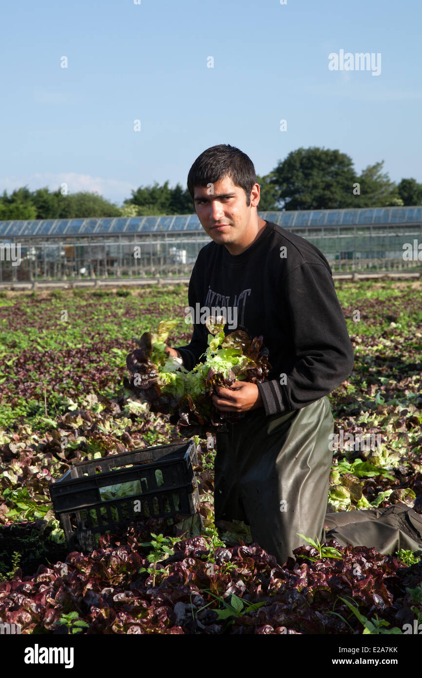 Tarleton, Preston, UK 18. Juni 2014. Herr Normunds Schnarchen Salat ernten. Portugiesischer Arbeitsmigranten Kommissionierung der zweiten (2.) Ernte von Salat für Markt, wie die anhaltende warme Wetter für eine gut wachsende Jahreszeit in diesem Bereich Gartenbau macht.   Salat-Verbrauch ist jetzt auf höchstem Niveau in der Geschichte des Essens und die Sommermonate, dass Nachfrage verrückt, geht was alle guten Nachrichten für die Regionen Salatschüssel, die West Lancashire Küstenebene zwischen Preston und Southport, wo kilometerlange reiche, schwarze Erde eine ideale Nährsubstrat bieten. Bildnachweis: Mar Photographics/Alamy Live-Nachrichten Stockfoto