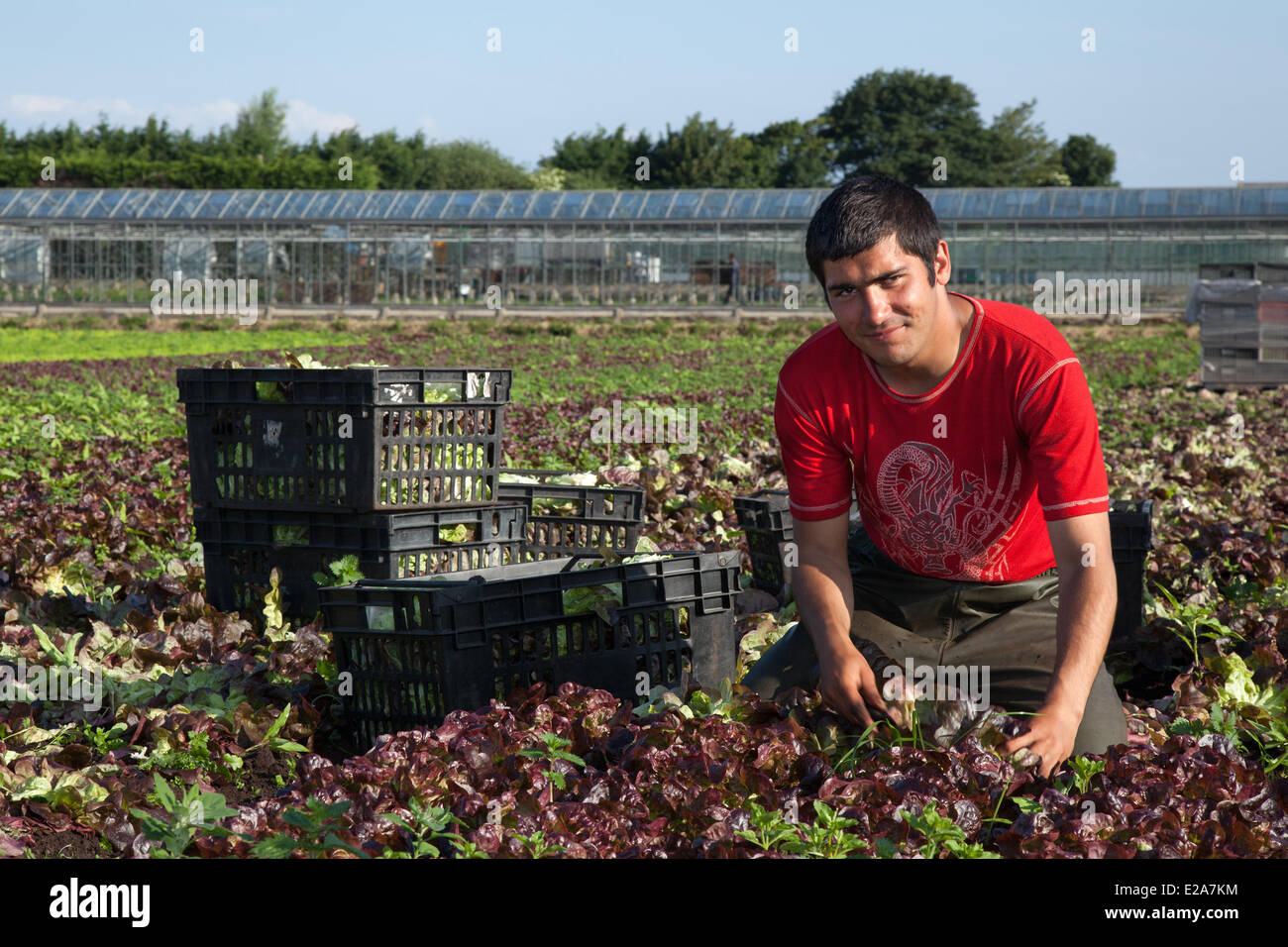 Gemüseanbau im Tarleton, Preston, Großbritannien, 18. Juni 2014. Carlos Rodriques (MR) Ernte Salat Ernten in brütender Bedingungen. Portugiesischen Arbeitsmigranten Kommissionierung die zweite Ernte von Kopfsalat für den Markt als das anhaltend gute Wetter für eine gute Saison in diesem Markt Gartenarbeit macht. Salat Verbrauch ist jetzt auf dem höchsten Niveau in der Geschichte des Essens und der Sommermonate mittleren Bedarfs spielt verrückt, das ist eine gute Nachricht für die Regionen Salatschüssel, die West Lancashire küstenebene zwischen Preston und Southport, wo Meilen reichen, schwarzen Boden eine ideale wachsende Mittel zur Verfügung stellen. Stockfoto
