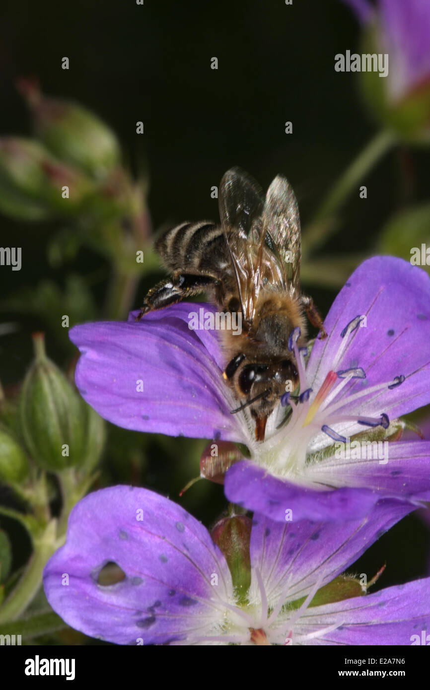 Eine Honigbiene besucht die Blüten von Geranium Pratense L. Das Werk bietet die Honigbienen viel Nektar und Proteinrich Pollen. Foto: Klaus Nowottnick Datum: 6. Juni 2010 Stockfoto