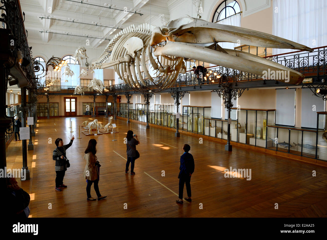 Fürstentum Monaco, Monaco, das ozeanographische Museum, kann der Wal-Halle die Sammlung des Naturhistorischen entdecken Stockfoto