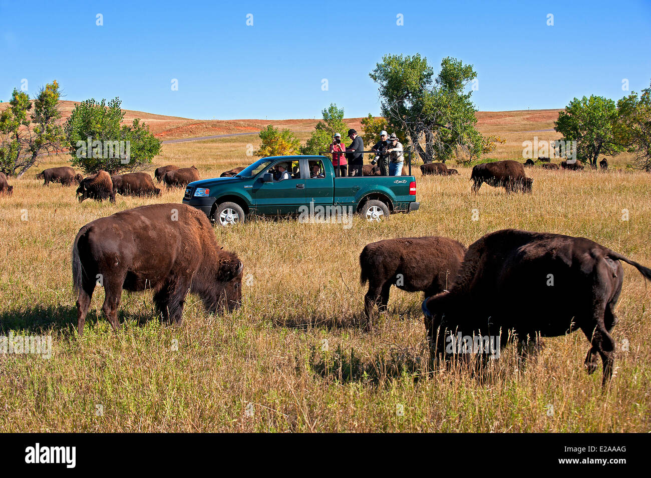 USA, South Dakota, der größten Büffel-Herde in der Welt (über 1800) liegt in der Custer State Park Stockfoto