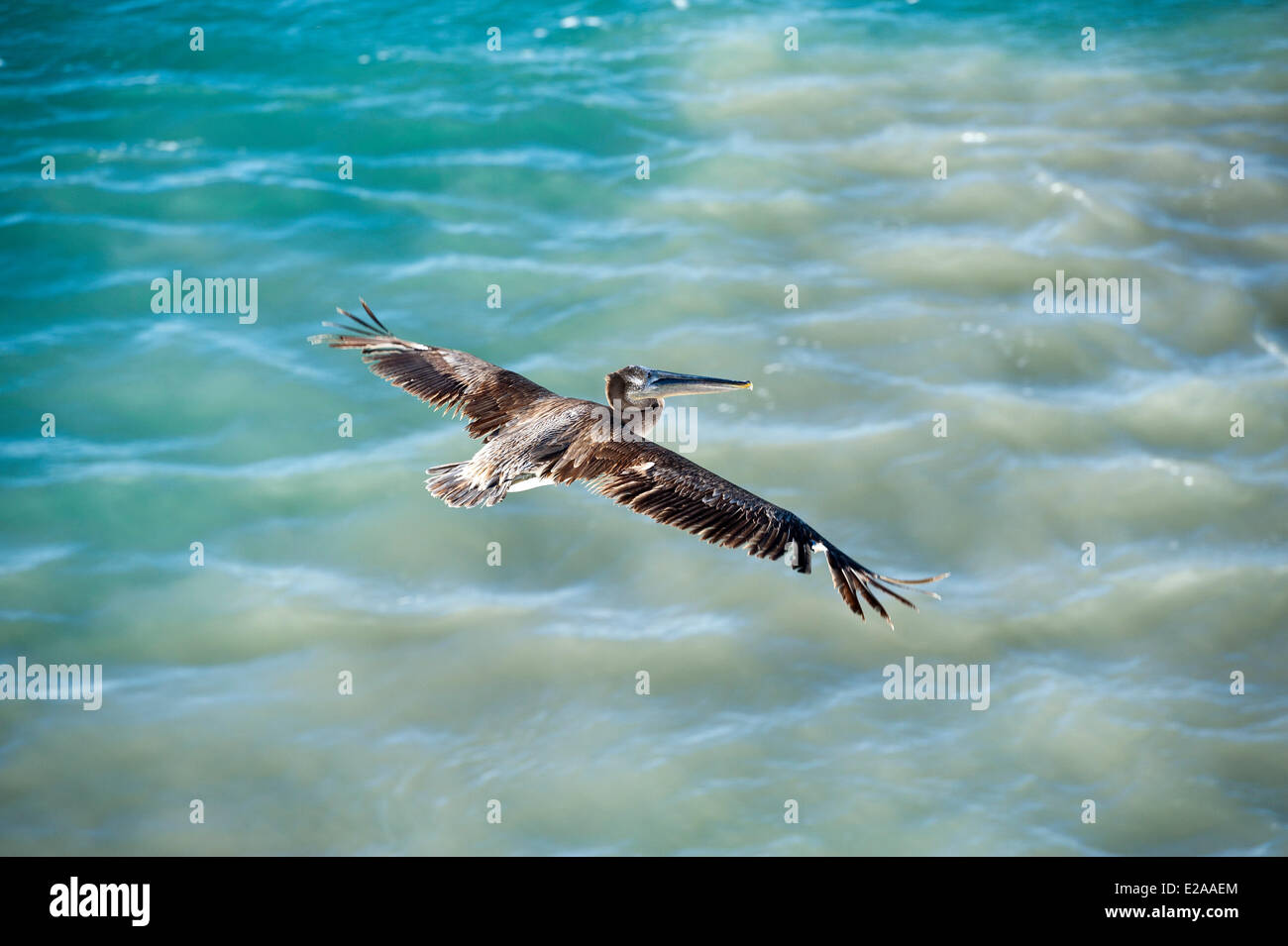 Wild Lebende Tiere Von Mexiko Stockfotos und -bilder Kaufen - Alamy
