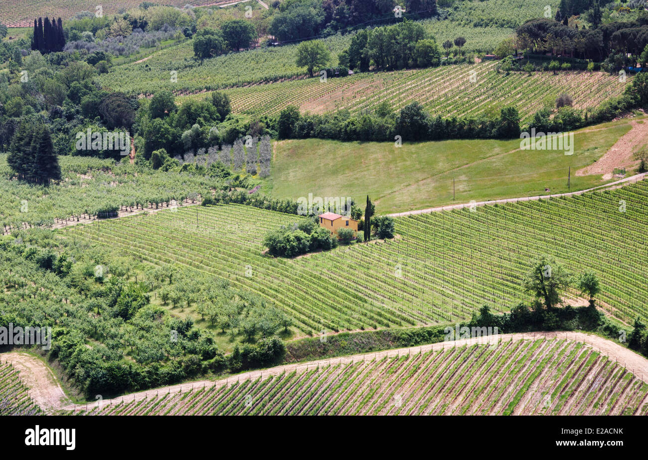 Weinbergen vor Montepulciano Stockfoto