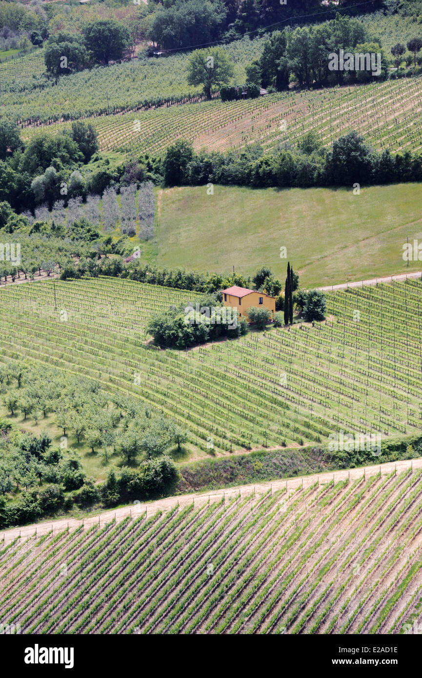 Weinbergen vor Montepulciano Stockfoto