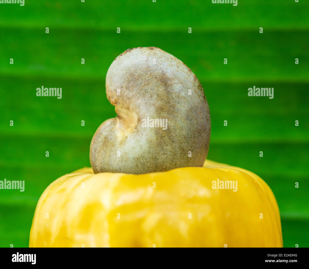 Cashew-Nuss-Obst auf dem grünen Blatt Hintergrund Stockfoto