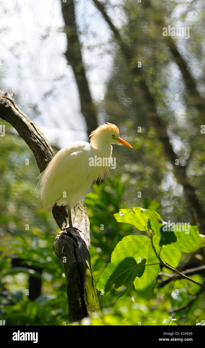 Kuhreiher Bulbulcus Ibis. Twycross Zoo England UK Stockfoto