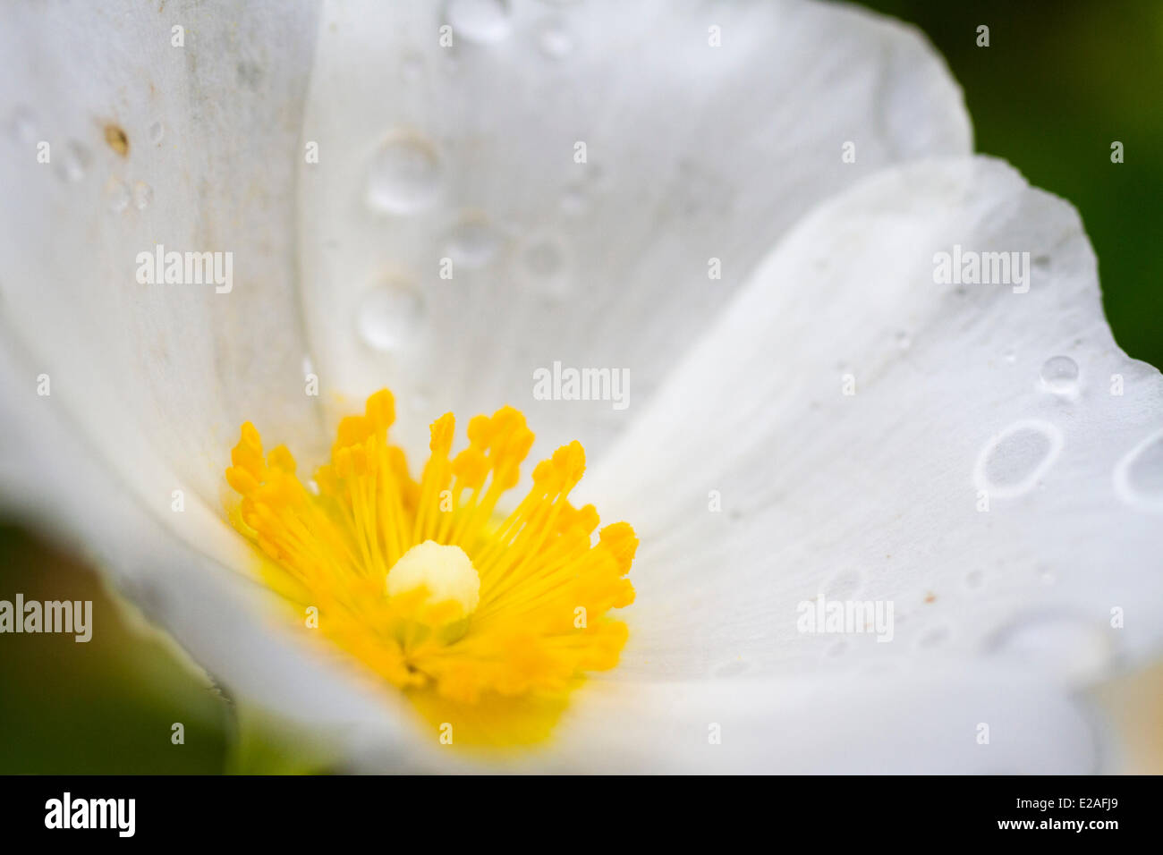 Bouches-du-Rhône, Frankreich, La Ciotat, Salbei Endivie Zistrosen oder Salvia Zistrose (Cistus Salviifolius) nach dem Regen Stockfoto