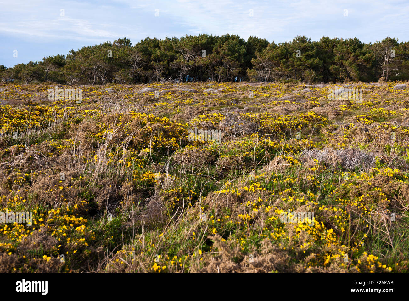 Frankreich, Morbihan, Ile de Groix, Pointe de Pen Männer Nature Reserve Stockfoto