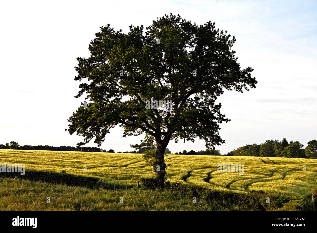 Frankreich, Aveyron, Eiche in Getreide, Kaffee Levezou Stockfoto