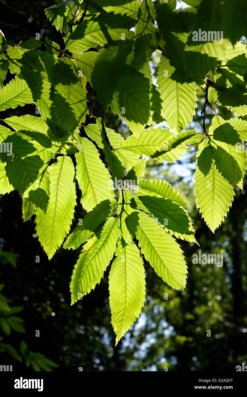 Frankreich, Côtes d ' Armor, Blätter der Kastanie (Castanea Sativa) Stockfoto