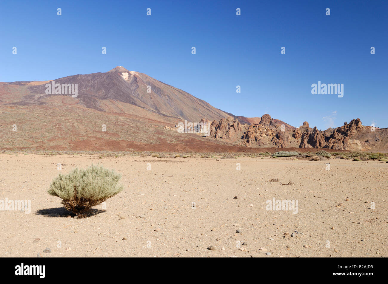 Spanien, Kanarische Inseln, Teneriffa, Teide-Nationalpark, Weltkulturerbe der UNESCO, Busch in den Krater des Teide Stockfoto