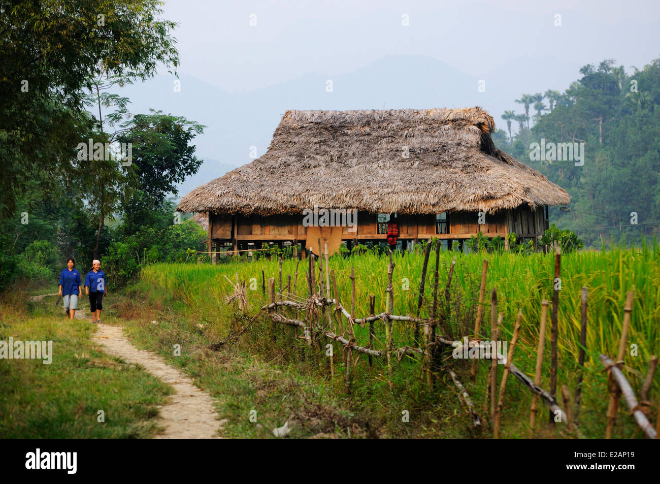 Vietnam, Lao Cai Provinz, in der Nähe von Bac Ha, schwarze Thais Dorf, Reisfelder Stockfoto
