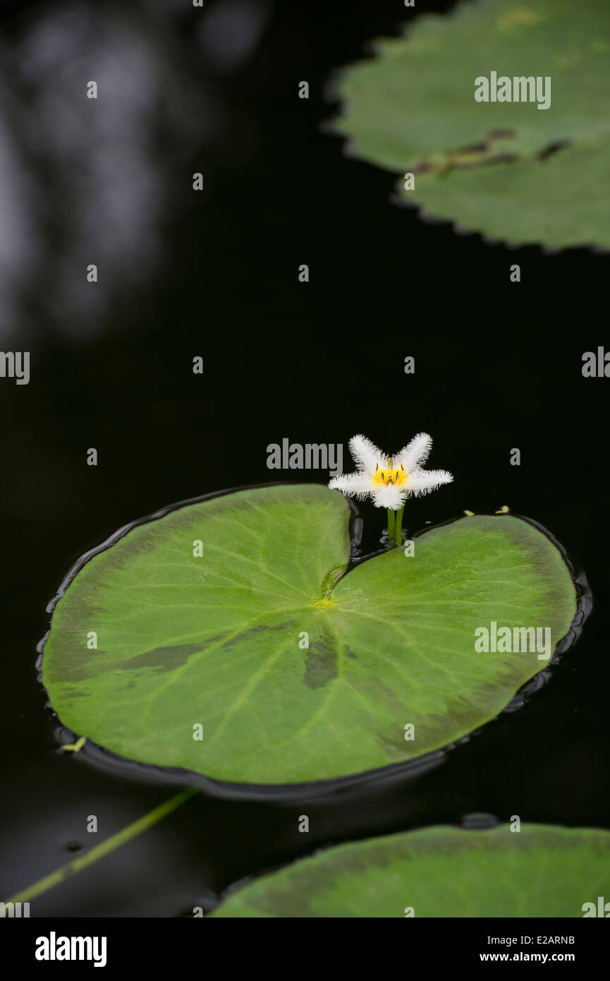 Nymphoides Indica. Wasser Schneeflocke Blumen und Herzen gestalten Schwimmblätter Stockfoto