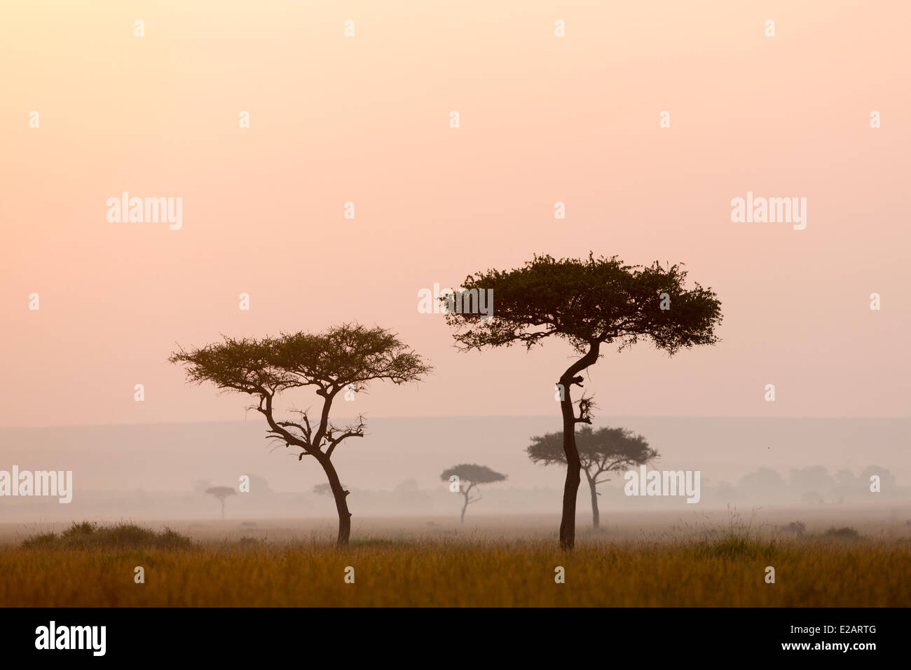 Kenia, Masai Mara National Reserve, Sonnenaufgang Stockfoto