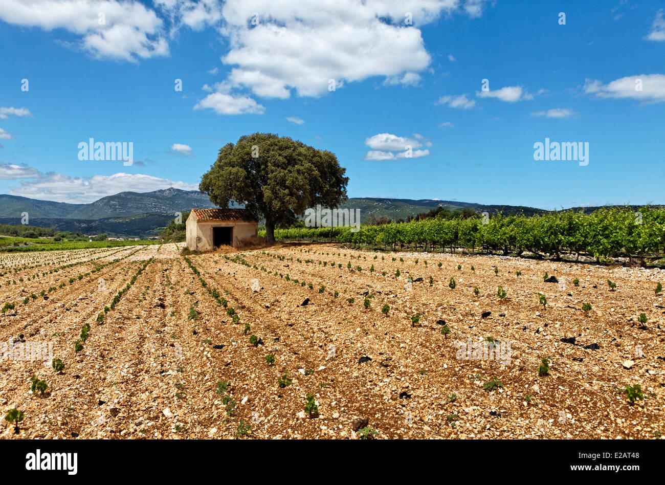 Frankreich, Herault, Montpeyroux, Herault-Tal, die Weinberge des Corbieres Stockfoto