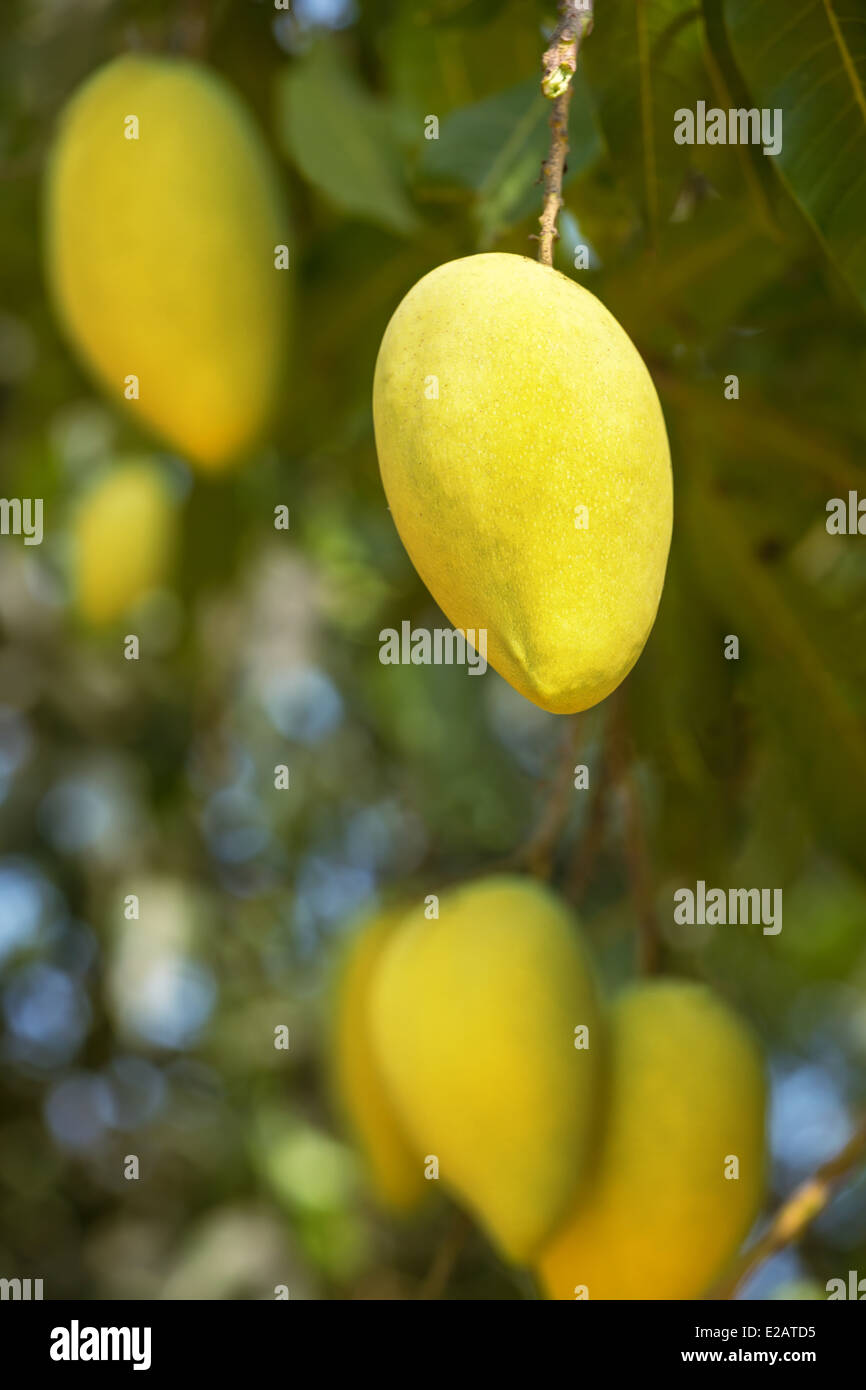 Mango-Früchte am Baum Nahaufnahme Stockfoto