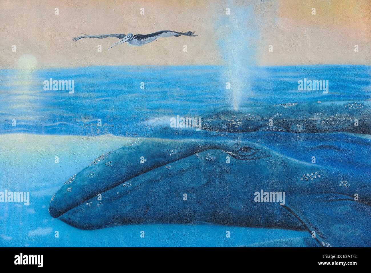 Wandbild repräsentieren ein Wal und ein braunen Pelikan, La Paz, Baja California Sur State, Mexiko Stockfoto